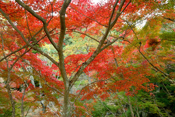 さまざまな色に紅葉する木々