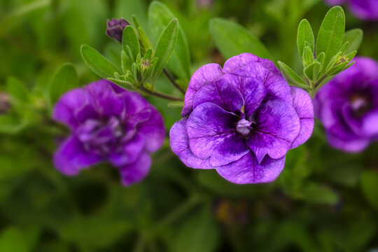 Closeup of flowers of Calibrachoa 'Hybrida Callie Double Blue' in a garden in late summer
