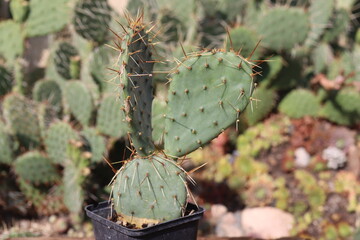 opuncja kaktus Opuntia phaeacantha var. pueblitos HK1858