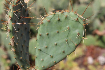 opuncja kaktus Opuntia phaeacantha var. pueblitos HK1858