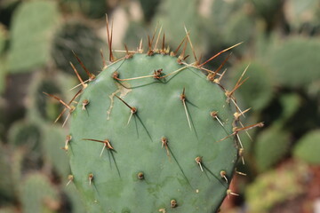 opuncja kaktus Opuntia phaeacantha var. pueblitos HK1858