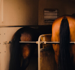 Two bay horses are standing in a horse trailer, ready for transport. Horse care and equestrian...
