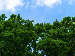 young oak trees against of cloudy sky
