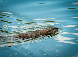 Water Rat Nutria