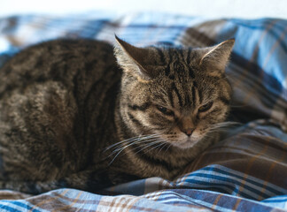 British Golden cat on bed