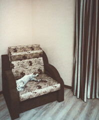 British cat lying on chair bed