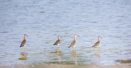 Four Lesser Yellowlegs shorebirds standing in Columbia Lake in Waterloo before the fall migration...