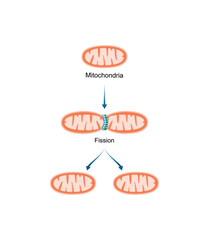 Mitochondrial fission. Mitochondrial biogenesis. Scientific vector illustration.