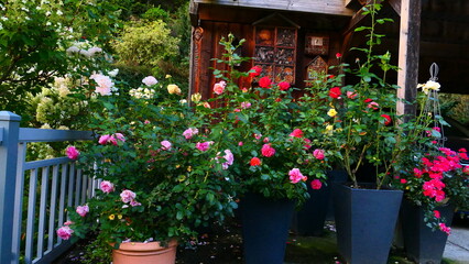Rosengarten mit Rosen in T&ouml;pfen 