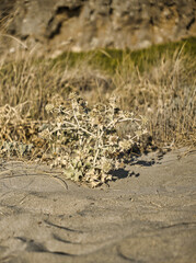 Close up of pioneer plants growing on sandy beach in the mediterranean region