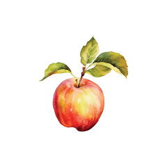 an apple watercolor illustration vector, white background