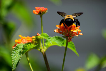 Bumblebee at lantana flowers