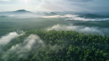 Naklejka premium Forest jungle high-angle view