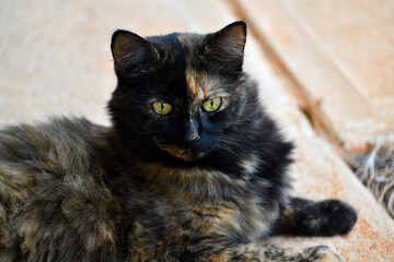 Cat resting at our front door