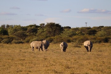 A herd of Rhinos grazing on an African plain. 