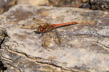 Common darter dragon fly in the wild 