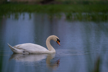 A lonely swan sitting on the lake. Large wild bird known as Cygnus gracefully swimming in cloudy spring weather