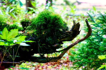 Photo of a mystical fantasy forest creature found while hiking along the Wuerm River