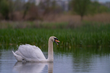 A lonely swan sitting on the lake. Large wild bird known as Cygnus gracefully swimming in cloudy spring weather