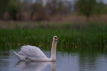 Obraz premium A lonely swan sitting on the lake. Large wild bird known as Cygnus gracefully swimming in cloudy spring weather