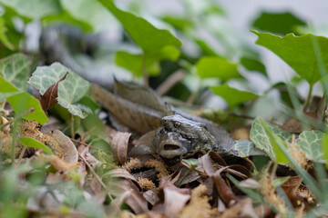 A snake with prey in its mouth. Reptile eating a fish on the river bank