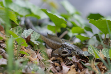 A snake with prey in its mouth. Reptile eating a fish on the river bank