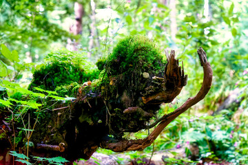 Photo of a mystical fantasy forest creature found while hiking along the Wuerm River