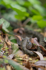 A snake with prey in its mouth. Reptile eating a fish on the river bank