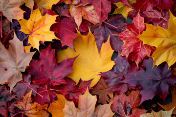 A pile of autumn leaves with some yellow leaves in the middle