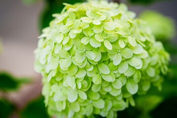 A stunning close-up photograph of a vibrant green hydrangea flower in full bloom. The delicate petals are beautifully captured, showcasing the intricate beauty of nature for gardening and botanical