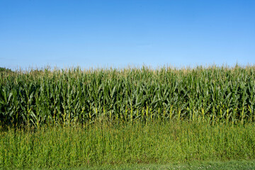 Obraz premium Maisfeld