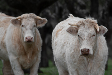 White cow with crooked horn looking defiantly at camera