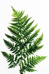 A green plant with lush leaves against a clean white background, ideal for use in lifestyle or nature-themed designs