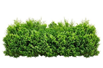 Obraz premium A neatly trimmed boxwood hedge against a pure white background, ideal for design and decoration projects