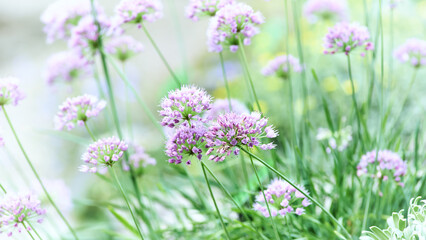 Nature background with spring flowers. Selective and soft focus. Close up.