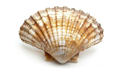 Obraz premium A close-up shot of a single shell on a white background