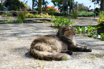 Sunbathing longhaired cat in the Funchal Botanical gardens, Madeira.