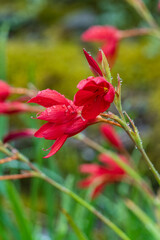 edinburgh in schottland