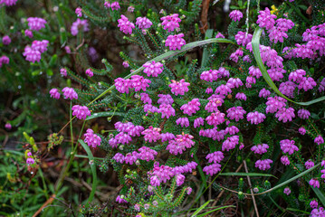 Obraz premium pink flower Erica mackaiana, wild plant