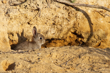 Little rabbit peeking out of its burrow