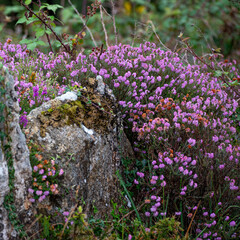 Obraz premium flowers of the wild plant Erica mackaiana close up in the field