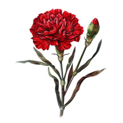 Red  carnation flowers isolated on white background