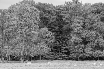 rotwild im münsterland