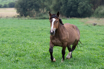 thoroughbred horse galloping with long mane