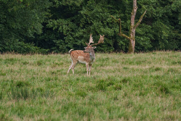 Viele Rehe im Münsterland