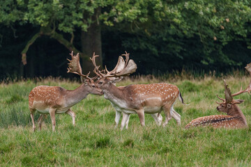 Viele Rehe im Münsterland