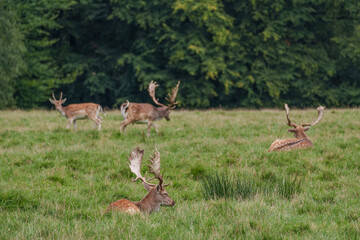 Viele Rehe im Münsterland