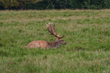 Viele Rehe im Münsterland