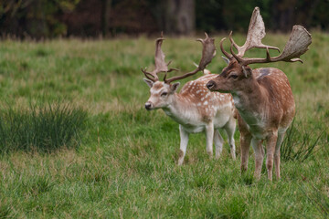 Viele Rehe im Münsterland