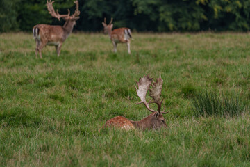 Viele Rehe im Münsterland